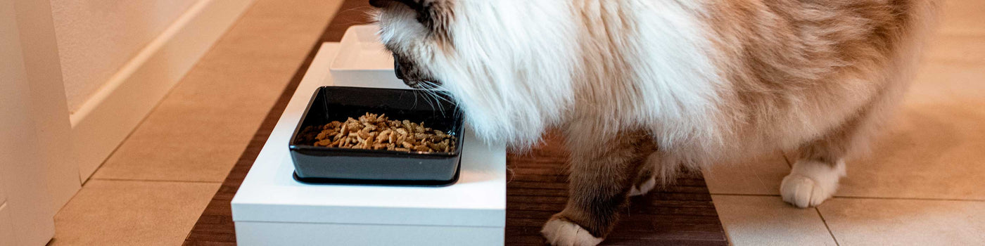 CAT BOWLS AND FEEDERS