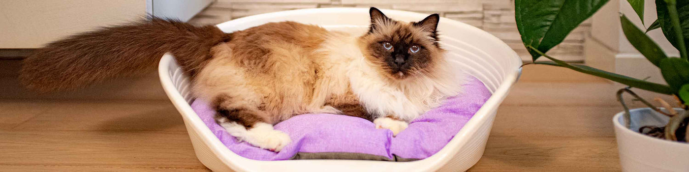 Best cat kennels online