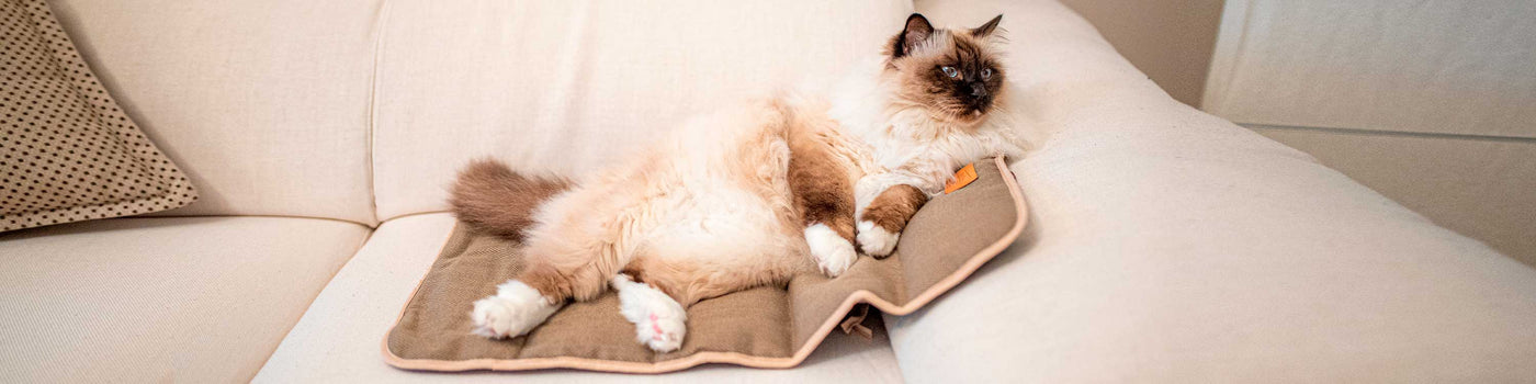 CAT BLANKET AND CUSHIONS