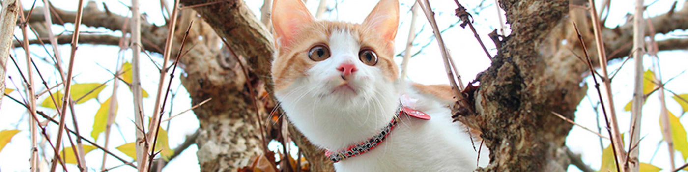 CAT COLLARS