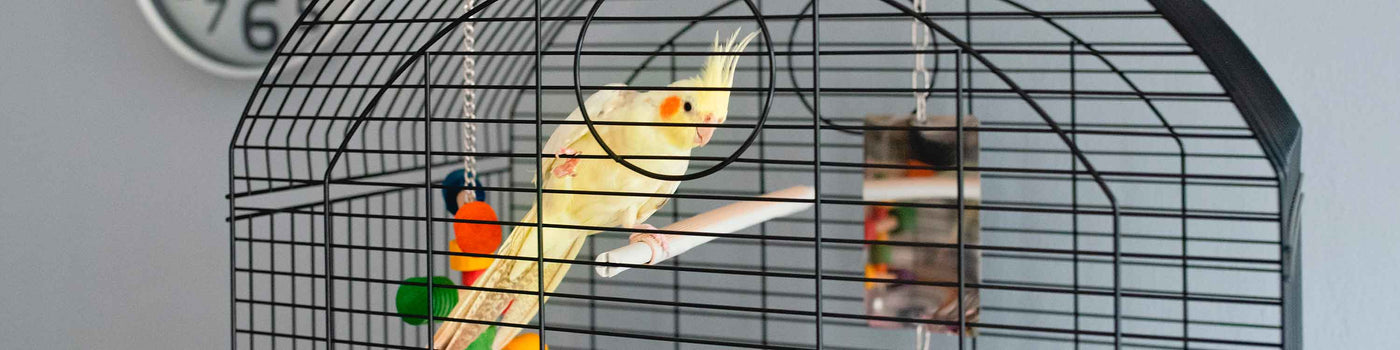PARAKEET AND COCKATIEL CAGES