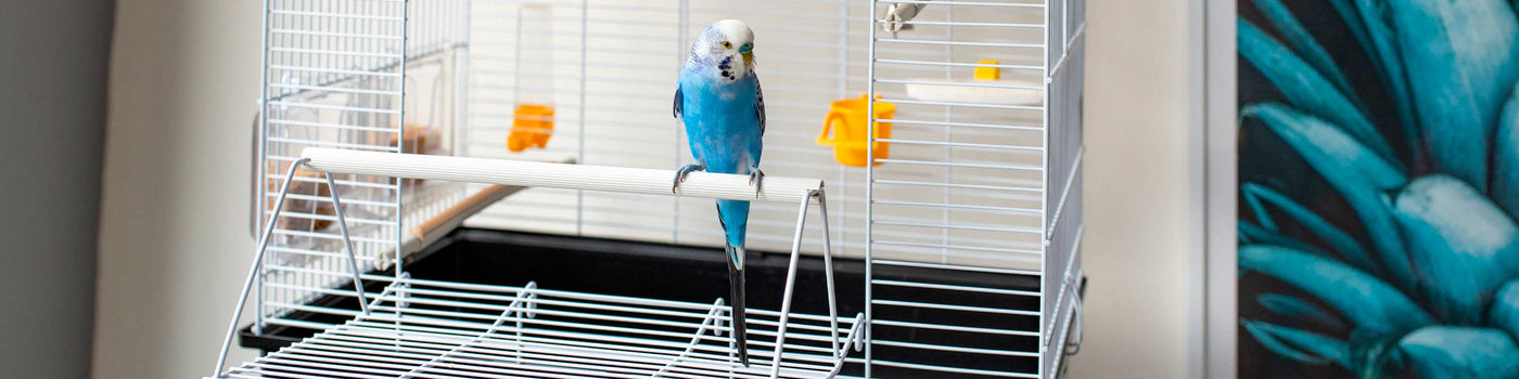 Bird cage near me top