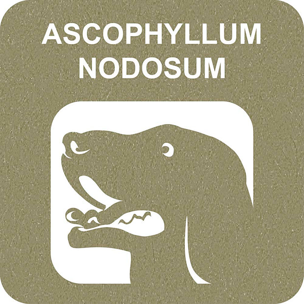 100% SNACK FILLABLE - TOOTHBRUSH ASCOPHILLUM