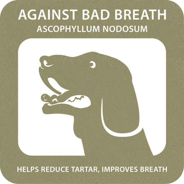 100% SNACK STICKS - MACCHERONI ASCOPHILLUM