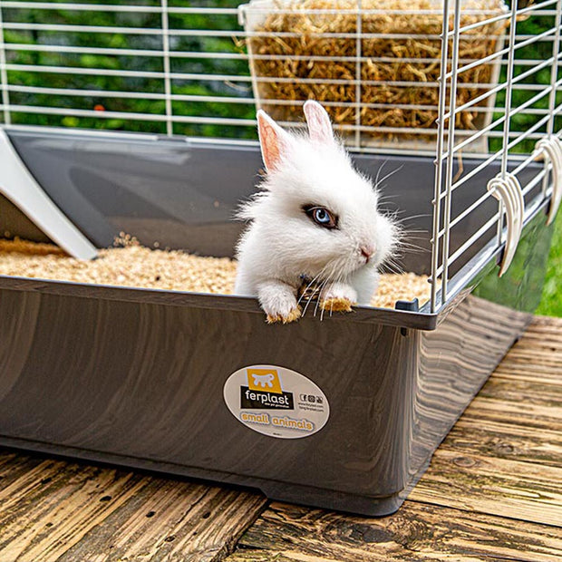 RABBIT 100
