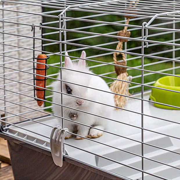RABBIT 100