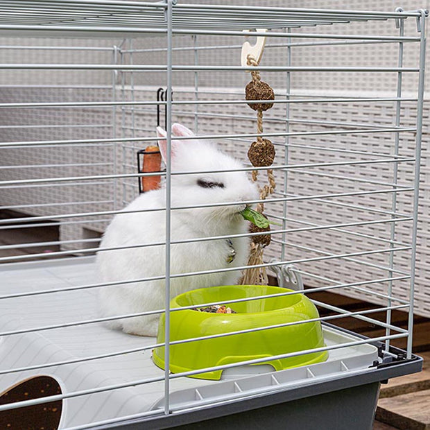 RABBIT 100